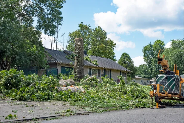 tree removal services in south central mi